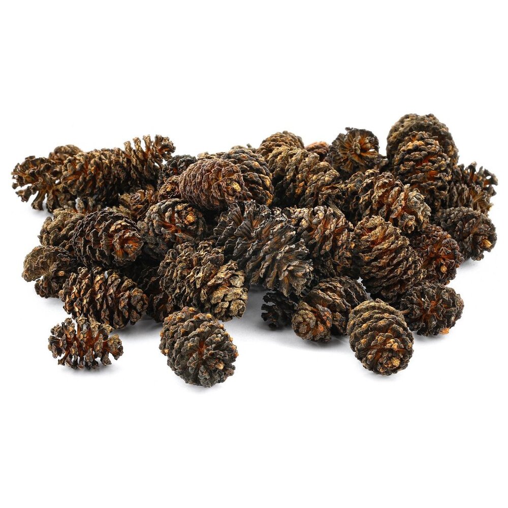 30 Natural Alder Cones for Shrimp & Fish Tanks – 100% Organic